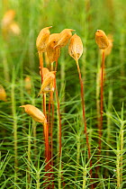 Common haircap moss (Polytrichum commune) fruiting bodies.  Drumnadrochit, Inverness, Scotland, August.