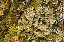 Foliose lichen (Lobaria scrobiculata) on birch bark. Sensitive to pollution. Drumnadrochit, Inverness, Scotland