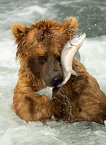 Grizzly bear (Ursus arctos) catching a fish, Brooks Falls in Katmai National Park, Alaska, USA, July