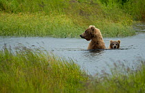 Grizzly bear (Ursus arctos) female and cub crossing a river, Brooks Falls,Katmai National Park, Alaska, July