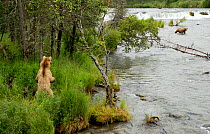 Grizzly bear (Ursus arctos) female on high alert at river with her cubs, Brooks Falls, Katmai National Park, Alaska, USA, July