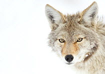 Coyote (Canis latrans) head portrait in snow, Yellowstone National Park, Wyoming, USA February