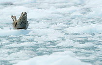 Common seal (Phoca vitulina) resting on ice, Alaska, USA June
