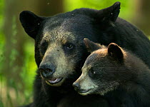Black bear (Ursus americanus) female and cub, Minnesota, USA, June