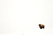 Bison (Bison bison) single animal in snow, Yellowstone National Park, Wyoming, USA, February
