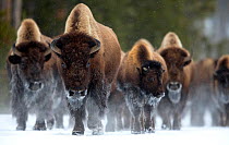 Bison (Bison bison) herd walking in snow, Yellowstone National Park, Wyoming, USA, February