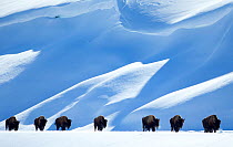 Bison (Bison bison) herd walking in line in snow, Yellowstone National Park, Wyoming, USA, February