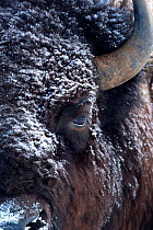 Bison (Bison bison) close up head portrait, Yellowstone National Park, USA, February