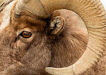 Bighorn sheep (Ovis canadensis) close up ram's head shot, Yellowstone National Park, USA, February