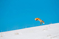 Red fox (Vulpes vulpes) hunting by pouncing onto prey through snow, Yellowstone National Park, USA, February