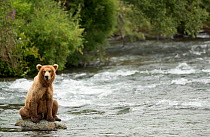 Grizzly bear (Ursus arctos) fishing in the rapids, Brooks falls in Katmai National Park, Alaska, July
