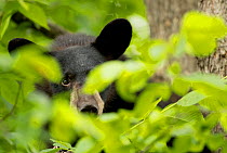 RF - Black Bear Cub (Ursus americanus) hiding. Minnesota, USA. June. (This image may be licensed either as rights managed or royalty free.)