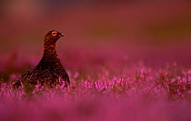 RF - Red Grouse (Lagopus lagopus scotica) among heather. Scotland. August (This image may be licensed either as rights managed or royalty free.)