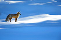 RF - Red fox (Vulpes vulpes) in dappled light on snow, Yellowstone National Park, USA, February 2016 (This image may be licensed either as rights managed or royalty free.)