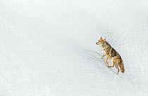 RF - Coyote (Canis latrans) in snow, Yellowstone. February (This image may be licensed either as rights managed or royalty free.)