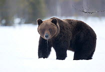 RF - Brown Bear (Ursus arctos) in the snow, Finland. April. (This image may be licensed either as rights managed or royalty free.)
