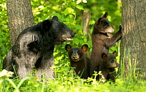 RF - Black Bear (Ursus americanus) female and cubs in woodland, Minnesota, USA. June. (This image may be licensed either as rights managed or royalty free.)