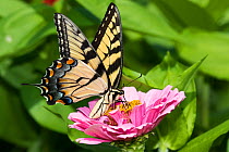 RF - Eastern Tiger Swallowtail Butterfly (Papilio glaucus) nectaring on Zinnia in farm garden, wild and free. Essex, Connecticut, USA. (This image may be licensed either as rights managed or royalty f...
