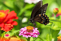 RF - Spicebush Swallowtail Butterfly (Papilio troilus) nectaring on Zinnia in farm garden, wild and free. Madison, Connecticut, USA. (This image may be licensed either as rights managed or royalty fre...