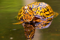 RF - Male  Eastern Box Turtle (Terrapene carolina carolina) in wetland stream. East Haddam, Connecticut, USA. (This image may be licensed either as rights managed or royalty free.)