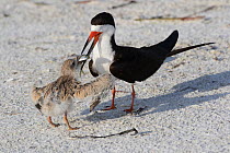 RF - Black Skimmer (Rynchops niger) adult feeding fish to chick in nesting colony on upper beach of Gulf of Mexico shore. Sarasota, Florida, USA. (This image may be licensed either as rights managed o...