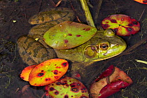 RF - Bullfrog (Lithobates catesbeiana) in pond shallows, among late season lily pads, September. Connecticut, USA. (This image may be licensed either as rights managed or royalty free.)