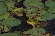 RF - Young Bullfrog (Lithobates catesbeiana) at edge of pond amongst late season lily pads, September, Connecticut, USA. (This image may be licensed either as rights managed or royalty free.)