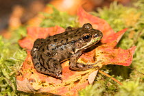 Juvenile Green Frog (Lithobates clamitans) on moss, Connecticut, USA