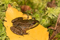 Juvenile Green Frog (Lithobates clamitans) on poplar leaf and moss; Connecticut, USA