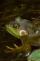 Bullfrog (Lithobates catesbeiana) in pond shallows, among lily pads, Connecticut, USA
