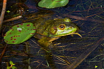 Bullfrog (Lithobates catesbeiana) in pond shallows, among lily pads, Connecticut, USA
