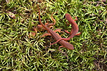 Red-Spotted Newts (Notophthalmus viridescens viridescens) on moss, Meriden, Connecticut, USA, September.
