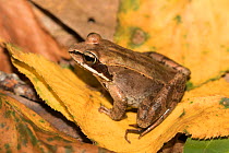 Wood Frog (Lithobates sylvaticus) on autumn leaves, Connecticut, USA, September.