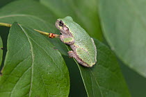 Juvenile Gray Treefrog (Hyla versicolor) on  Blueberry leaf; the juvenile green phase  becomes mottled green-gray  in the adult,  Connecticut, USA, September.