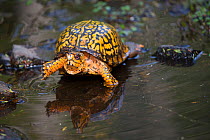 Male Eastern Box Turtle (Terrapene carolina carolina) crossing a shallow forest stream,  Connecticut, USA.