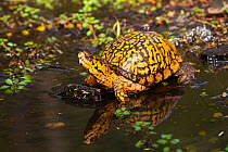 Male Eastern Box Turtle (Terrapene carolina carolina) crossing a shallow forest stream, Connecticut, USA.