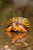 Male Eastern Box Turtle (Terrapene carolina carolina) crossing a shallow forest stream, Connecticut, USA.