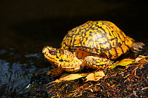 Male Eastern Box Turtle (Terrapene carolina carolina) crossing a shallow forest stream; Connecticut, USA.
