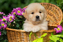 Golden Retriever puppy in wooden basket with purple flowers;  USA.