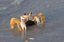 Atlantic Ghost Crab (Ocypode quadrata) female with egg cluster tucked underneath, making its way to lay eggs, Pinellas County, Florida, USA.