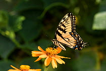 Eastern Tiger Swallowtail Butterfly (Papilio glaucus) nectaring on Zinnia in farm garden,  Connecticut, USA