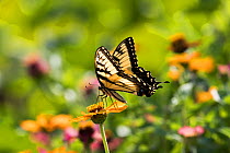 Eastern Tiger Swallowtail Butterfly (Papilio glaucus) nectaring on Zinnia in farm garden,  Connecticut, USA (NPL)
