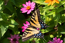 Eastern Tiger Swallowtail Butterfly (Papilio glaucus) nectaring on flower in farm garden, Connecticut, USA