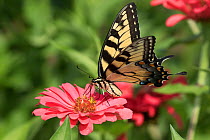 Eastern Tiger Swallowtail Butterfly (Papilio glaucus) nectaring on Zinnia flower in farm garden,  Connecticut, USA.