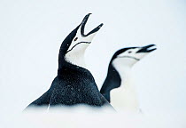 RF - Chinstrap Penguins (Pygoscelis antarcticus) once calling, South Shetland Islands, Antarctica Continent. (This image may be licensed either as rights managed or royalty free.)