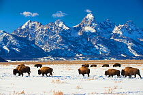 RF - American bisons (Bison bison) in Grand Teton National Park. winter. Wyoming, USA. (This image may be licensed either as rights managed or royalty free.)