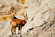 RF - Chamois (Rupicapra rupicapra), Ordesa national Park, Pyrenees, Spain. (This image may be licensed either as rights managed or royalty free.)