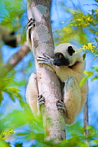 RF - Verreaux's sifaka (Propithecus verreauxi) in Kirindy forest, Morondava, Madagascar. (This image may be licensed either as rights managed or royalty free.)