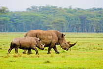 RF - White rhino (Ceratotherium simum) mother and calf, Nakuru National Park, Kenya. (This image may be licensed either as rights managed or royalty free.)