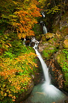 Waterfall among beech trees (Fagus sylvatica) in autumn, Parc National del Pyrenees, France.